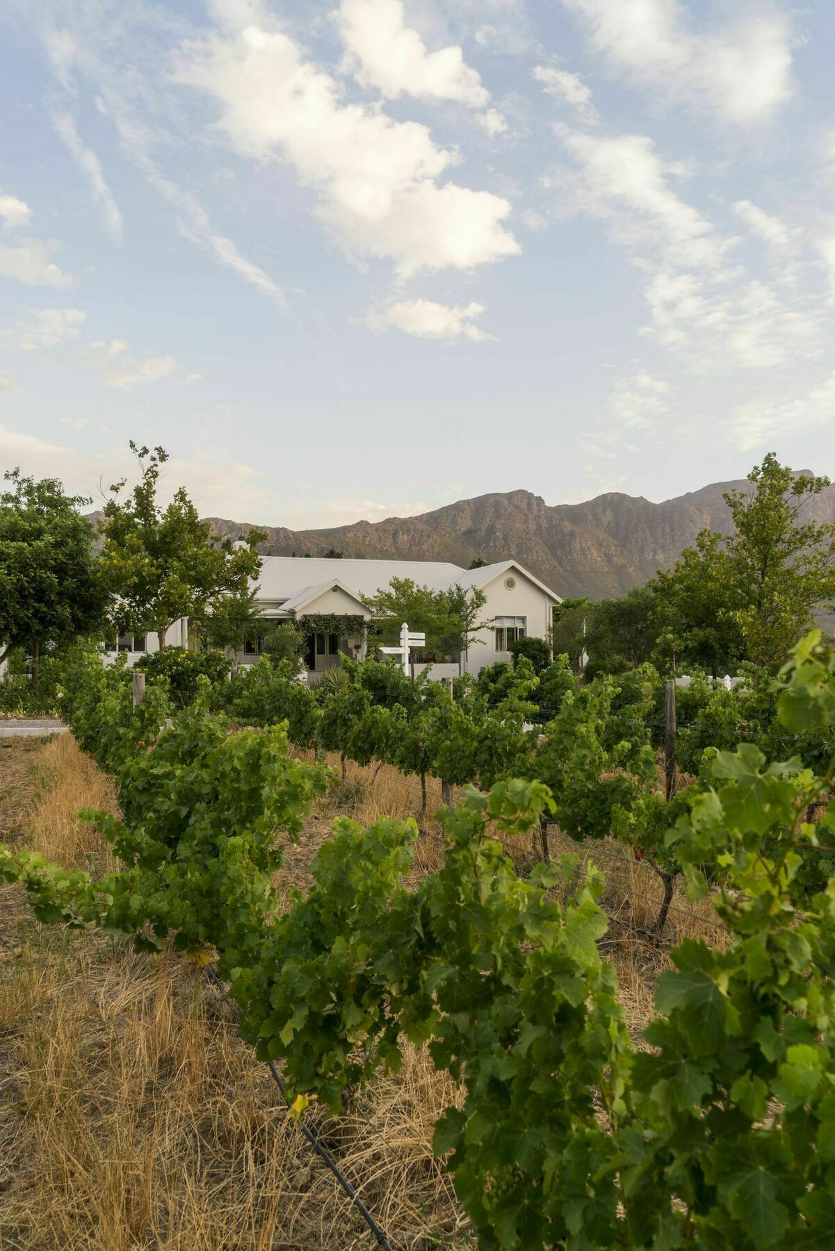 Cape Vue Country House Hotel Franschhoek Kültér fotó